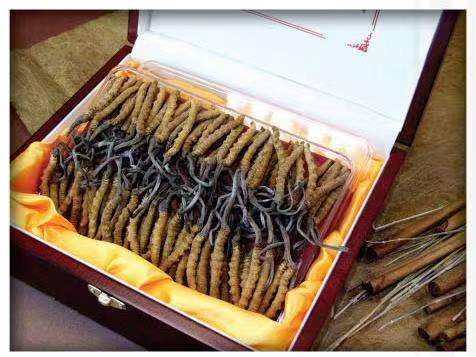 抚远冬虫夏草回收